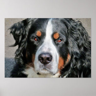 Bernese GebirgshundeFoto-Bild Poster