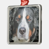 Bernese GebirgshundeFoto-Bild Silbernes Ornament (Links)