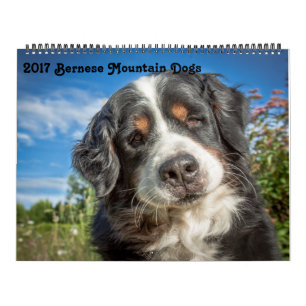 Bernese Gebirgshundekalender 2017 Kalender
