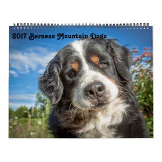 Bernese Gebirgshundekalender 2017 Kalender