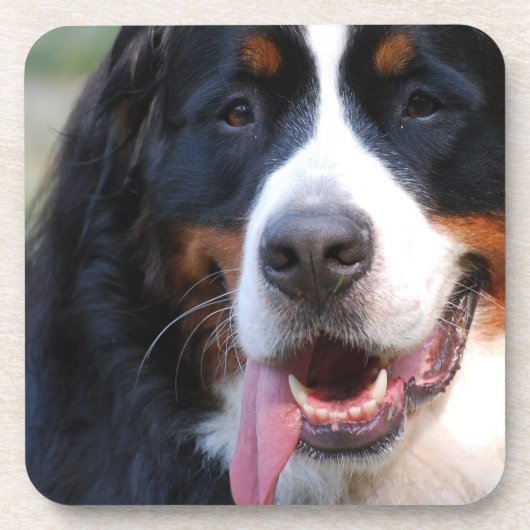 Bernese Gebirgshundekorken-Untersetzer Untersetzer (Vorderseite)