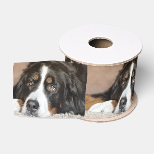 bernese Gebirgshundelegen Ripsband (Spule)