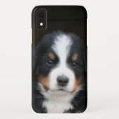 Bernese Gebirgshundewelpe iphone Xr Speck-Kasten Case-Mate iPhone Hülle (Rückseite)