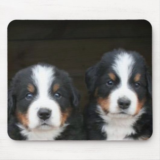 Bernese Gebirgshundewelpen mousepad (Vorne)