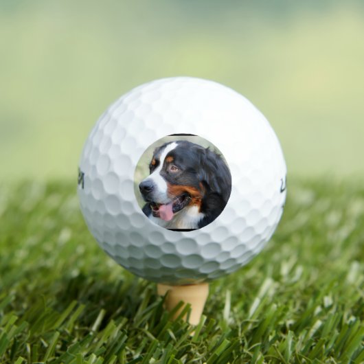 Bernese-Hund-10 Golfball (Insitu T-Shirt)
