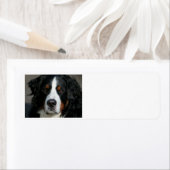 Bernese-Hund.png (Insitu)