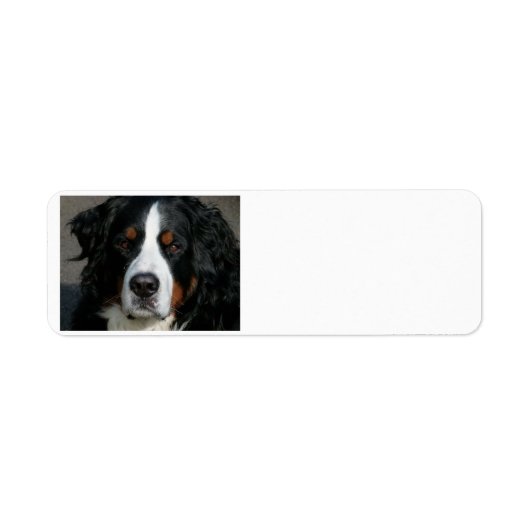 Bernese-Hund.png (Vorne)