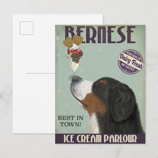 Bernese Ice Cream Postkarte (Vorne/Hinten)