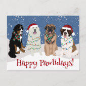 Bernese Leonberger Große Pyrenäen Postkarte (Vorderseite)