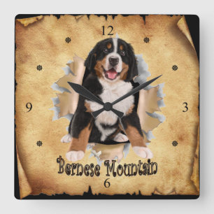 Bernese Mountain Breaks Through Paper Bag Clock! ~ Quadratische Wanduhr