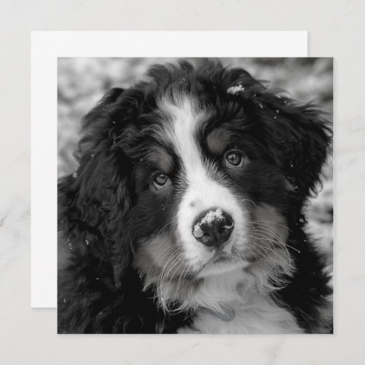 Bernese Mountain Dog (Vorne/Hinten)