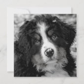 Bernese Mountain Dog (Vorderseite)