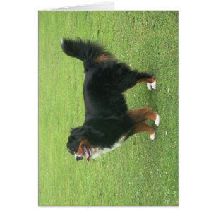 Bernese Mountain Dog