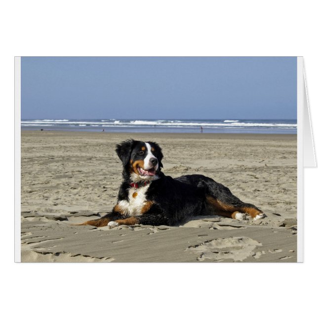 Bernese Mountain Dog (Vorderseite (Horizontal))