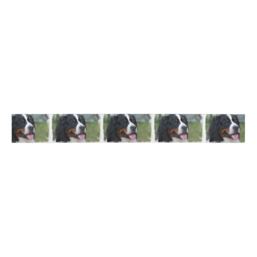 bernese-mountain-dog-7 ripsband (Vorderseite)