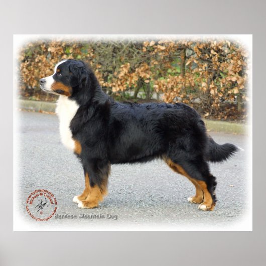 Bernese Mountain Dog 9T066D-221 Poster (Vorne)