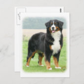 Bernese Mountain Dog 9Y066D-133 Postkarte (Vorne/Hinten)