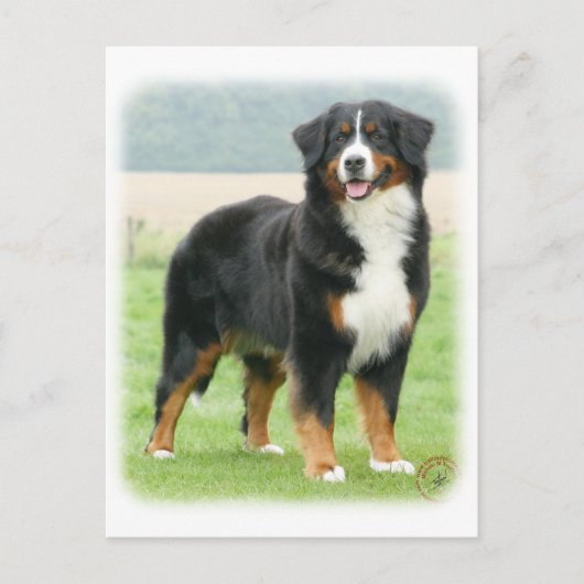 Bernese Mountain Dog 9Y066D-133 Postkarte (Vorderseite)