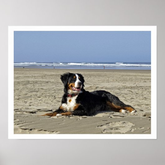 Bernese Mountain Dog am Strand Poster (Vorne)