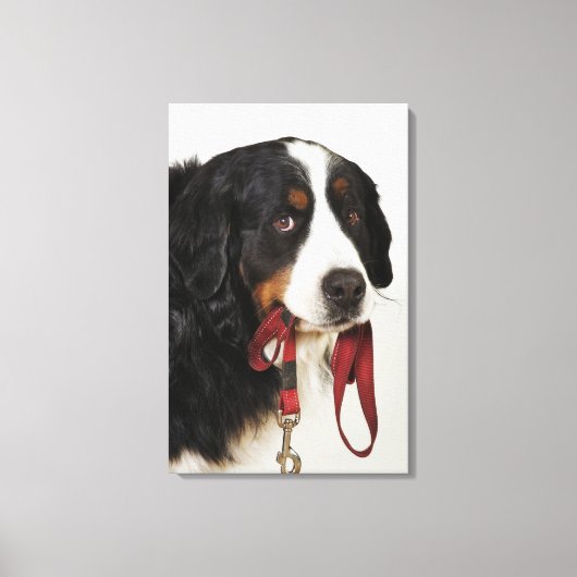 Bernese Mountain Dog (Berner Sennenhund) mit Leinwanddruck (Vorderseite)