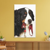 Bernese Mountain Dog (Berner Sennenhund) mit Leinwanddruck (Insitu (Wohnzimmer))