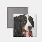 Bernese Mountain Dog (Berner Sennenhund) mit Magnet (Vorderseite/Rückseite)