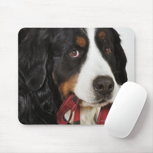 Bernese Mountain Dog (Berner Sennenhund) mit Mousepad (Mit Mouse)
