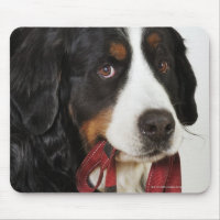 Bernese Mountain Dog (Berner Sennenhund) mit