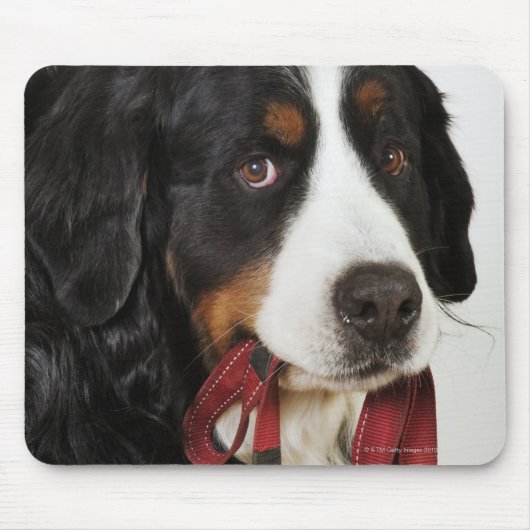 Bernese Mountain Dog (Berner Sennenhund) mit Mousepad (Vorne)