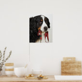 Bernese Mountain Dog (Berner Sennenhund) mit Poster (Küche)
