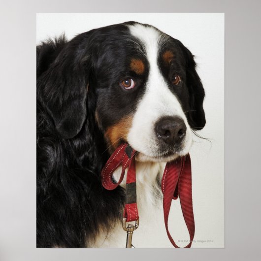 Bernese Mountain Dog (Berner Sennenhund) mit Poster (Vorne)