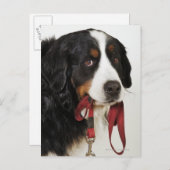 Bernese Mountain Dog (Berner Sennenhund) Postkarte (Vorne/Hinten)