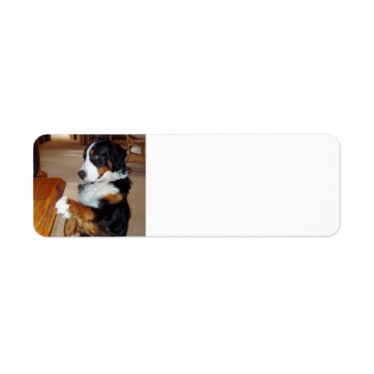 bernese-mountain-dog-betging.png (Vorne)