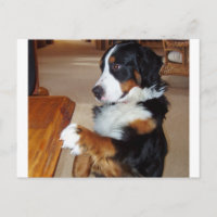 bernese-mountain-dog-betging.png