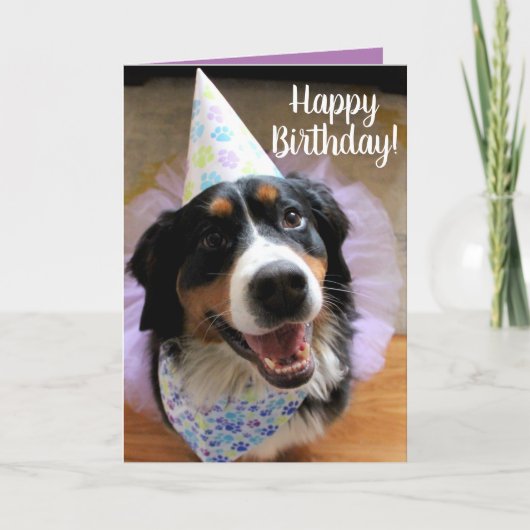 Bernese Mountain Dog Birthday Karte (Vorderseite)