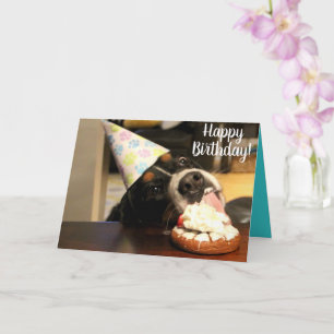 Bernese Mountain Dog Birthday Karte