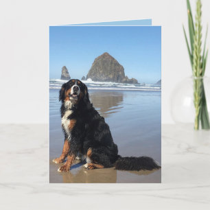Bernese Mountain Dog Cannon Beach Feiertagskarte