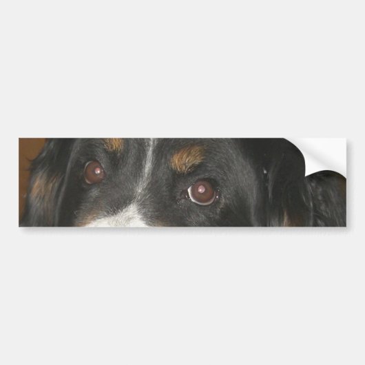 Bernese Mountain Dog Eyes Autoaufkleber (Vorne)