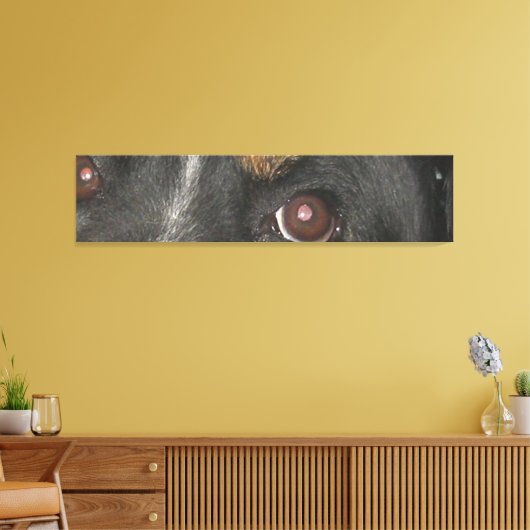 Bernese Mountain Dog Eyes Leinwanddruck (Insitu (Wohnzimmer))