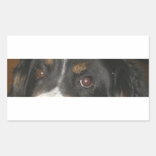 Bernese Mountain Dog Eyes Rechteckiger Aufkleber (Vorderseite)