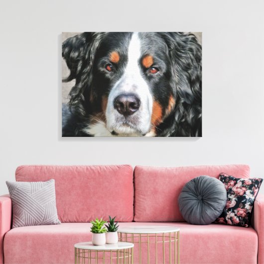 Bernese Mountain Dog Foto Image Leinwanddruck (Insitu (Wohnzimmer))