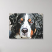 Bernese Mountain Dog Foto Image Leinwanddruck (Vorderseite)