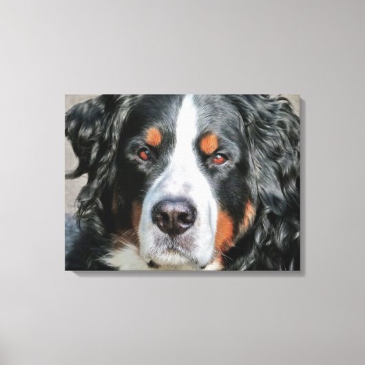 Bernese Mountain Dog Foto Image Leinwanddruck (Vorderseite)