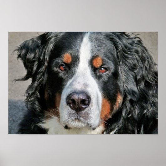 Bernese Mountain Dog Foto Image Poster (Vorne)