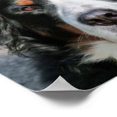 Bernese Mountain Dog Foto Image Poster (Ecke)