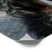 Bernese Mountain Dog Foto Image Poster (Ecke)