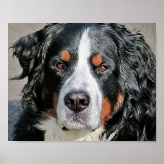 Bernese Mountain Dog Foto Image Poster (Vorne)