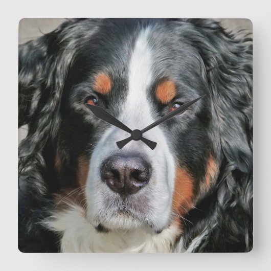 Bernese Mountain Dog Foto Image Quadratische Wanduhr (Vorderseite)