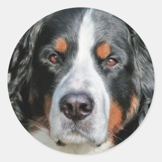 Bernese Mountain Dog Foto Image Runder Aufkleber (Vorderseite)