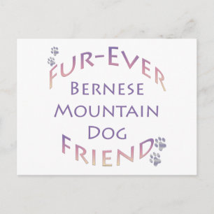 Bernese Mountain Dog Furever Postkarte